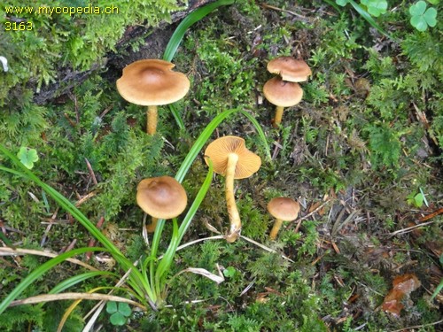 Cortinarius cinnamomeus - 