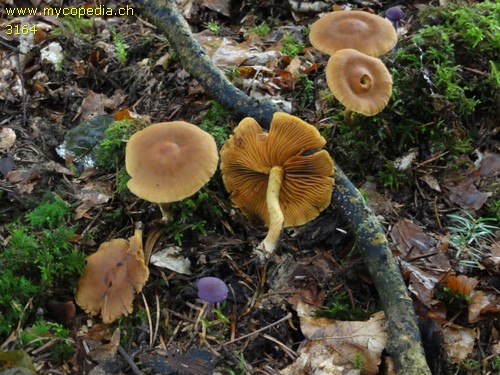 Cortinarius cinnamomeus - 