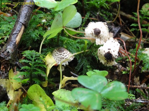 Lepiota felina - 