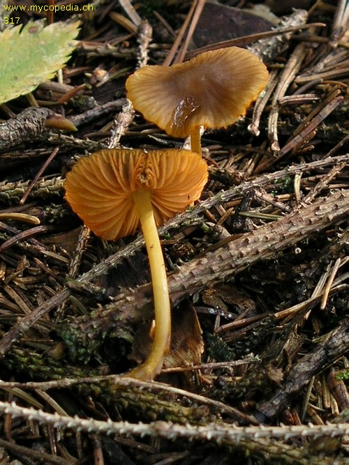 Mycena aurantiomarginata - 