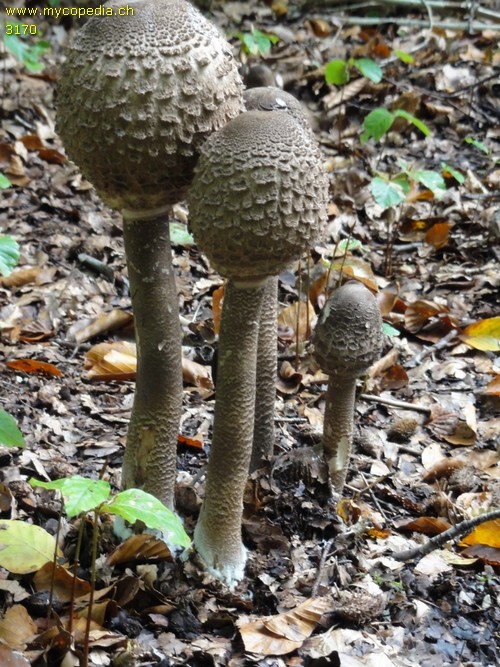 Macrolepiota procera - 