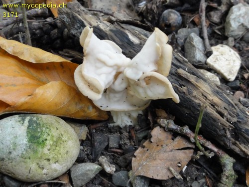 Helvella crispa - 