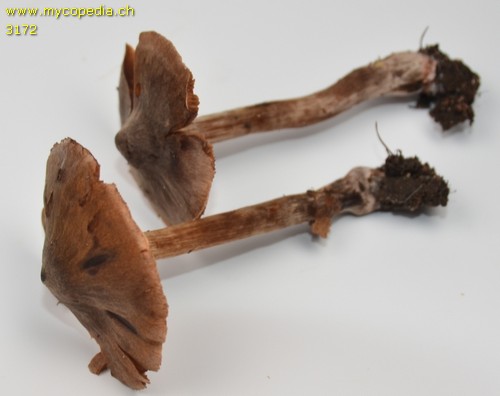 Cortinarius decipiens - 