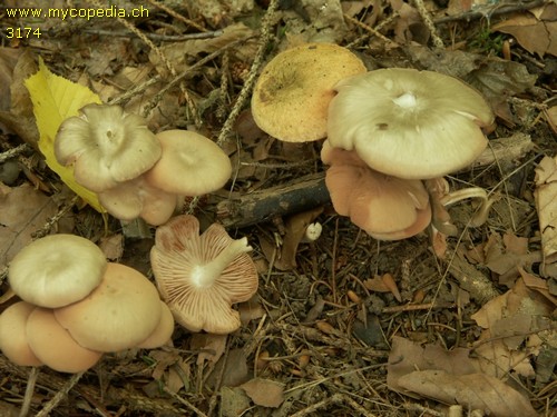 Entoloma - 