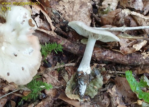 Entoloma rhodopolium f. rhodopolium - 