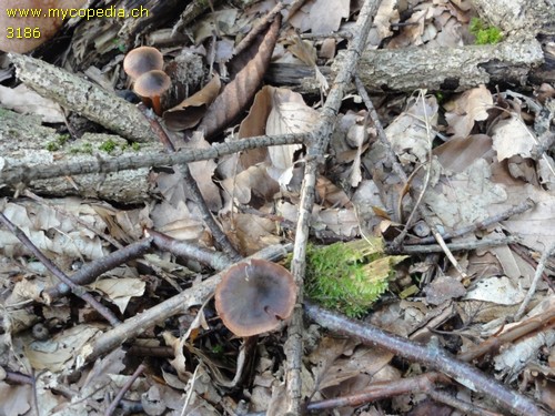 Cortinarius umbrinolens - 