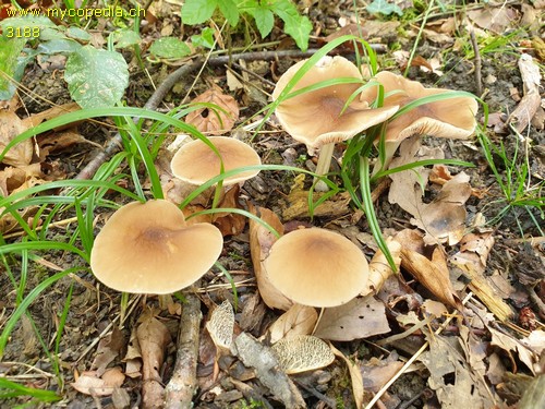 Pluteus phlebophorus - 