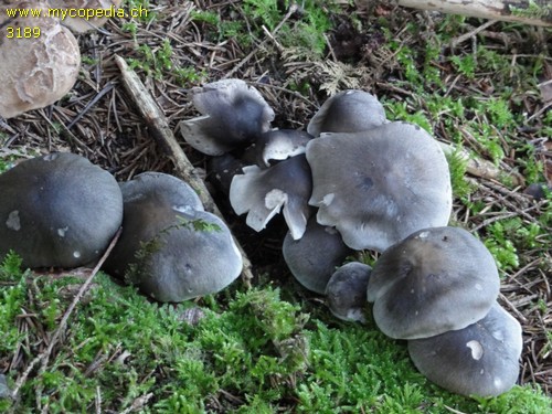 Tricholoma saponaceum - 