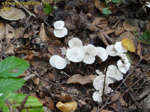 Marasmius wynneae - 