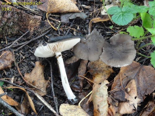 Pluteus cinereofuscus - 