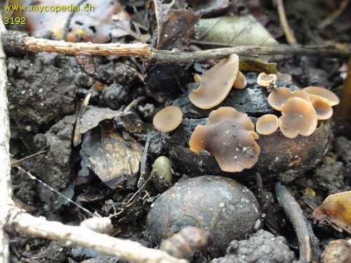 Ciboria pseudotuberosa - 