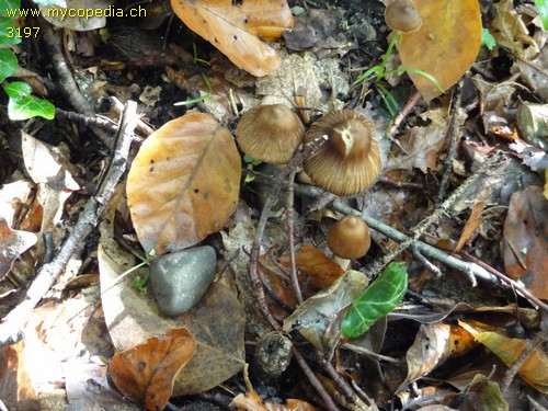 Inocybe fuscidula var. bisporigera - 