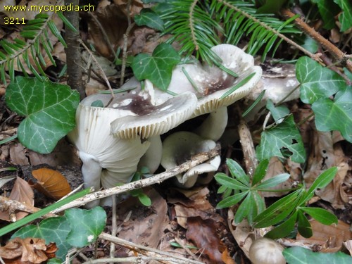 Russula cavipes - 