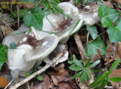 Russula cavipes - 