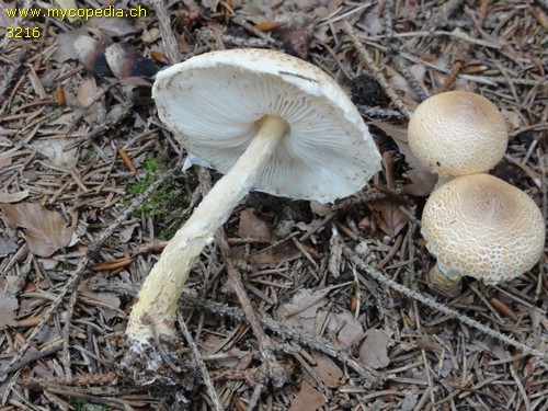 Lepiota magnispora - 