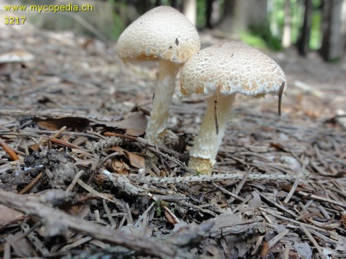 Lepiota magnispora - 