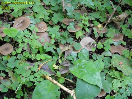 Clitocybe metachroa - 