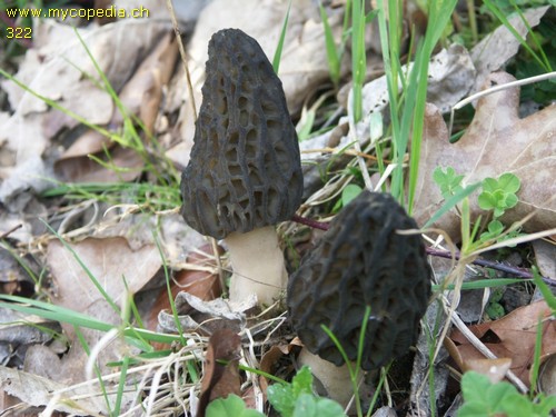 Morchella conica - 