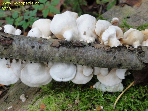 Crepidotus caspari - 