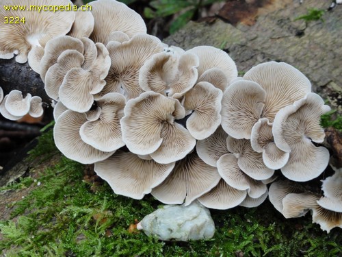 Crepidotus caspari - 