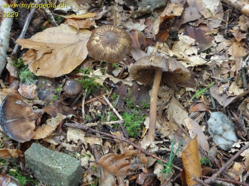 Inocybe asterospora - 