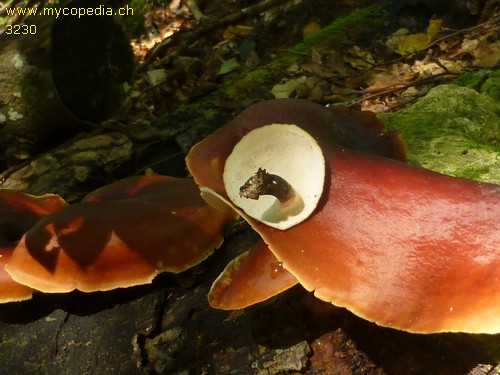 Polyporus badius - 