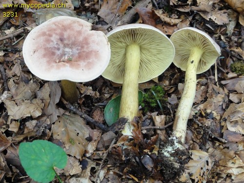 Tricholoma bufonium - 