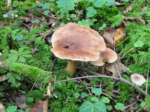 Tricholoma bufonium - 