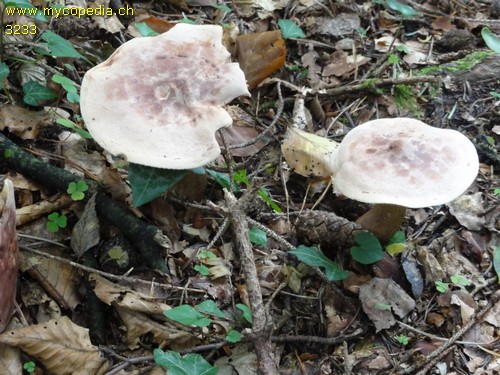 Tricholoma bufonium - 