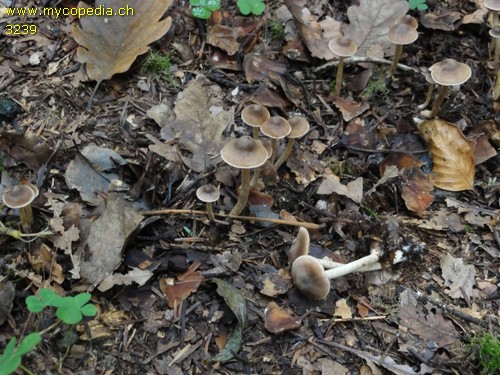 Cortinarius fasciatus - 