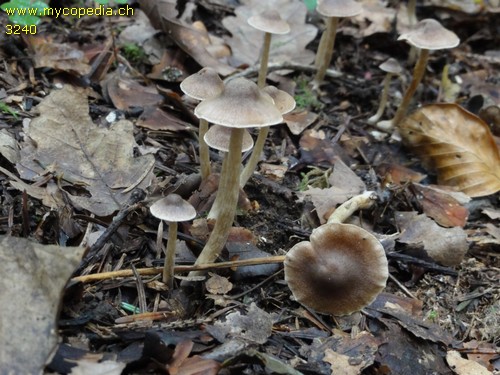 Cortinarius fasciatus - 