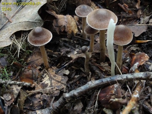 Cortinarius fasciatus - 