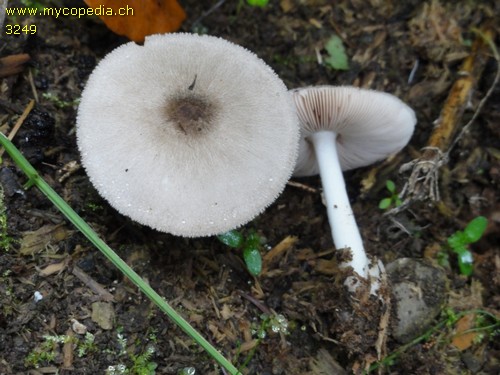 Volvariella murinella - 