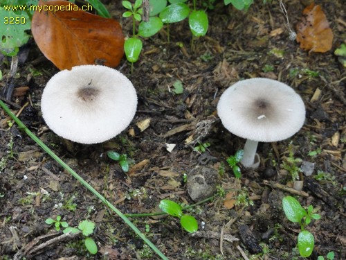 Volvariella murinella - 