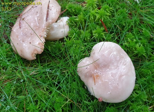 Lactarius albocarneus - 