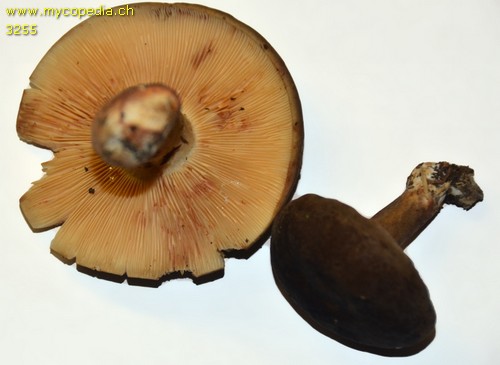 Lactarius fuliginosus - 