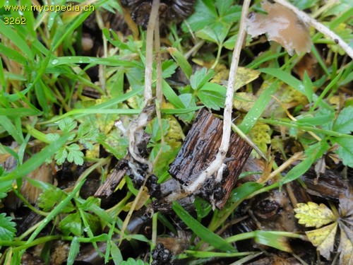 Psathyrella microrhiza - 