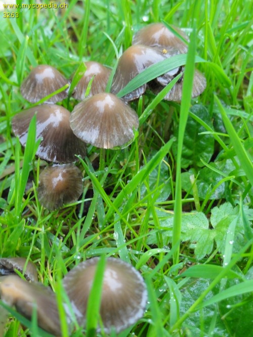 Psathyrella microrhiza - 