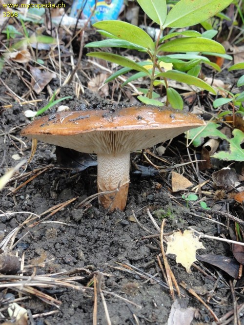 Tricholoma fracticum - 