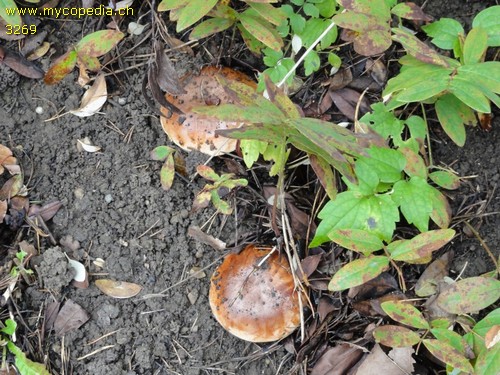 Tricholoma fracticum - 