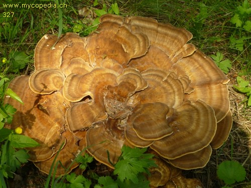 Meripilus giganteus - 