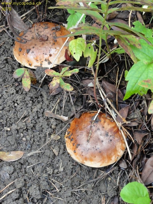 Tricholoma fracticum - 