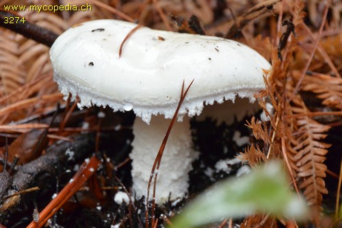 Amanita strobiliformis - 