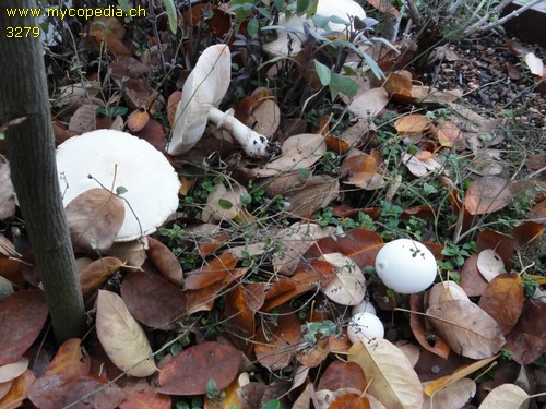 Leucoagaricus leucothites - 