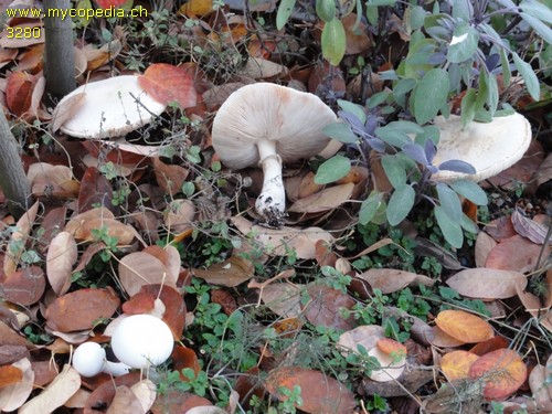 Leucoagaricus leucothites - 