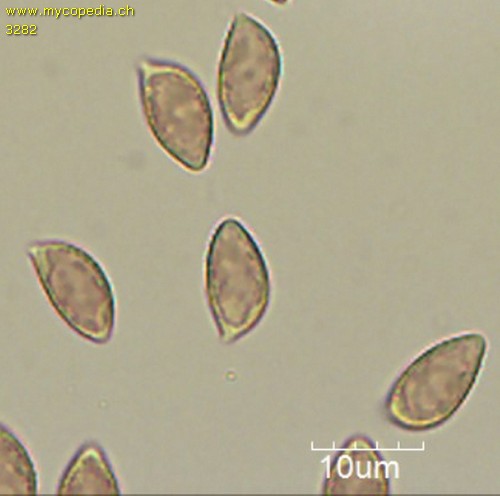 Hebeloma sordescens - Sporen - 