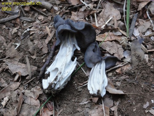 Helvella lacunosa - 