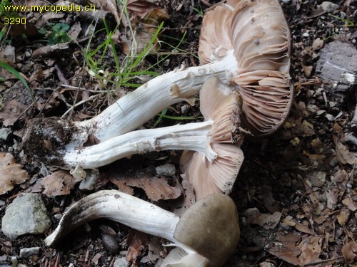 Entoloma lividoalbum - 