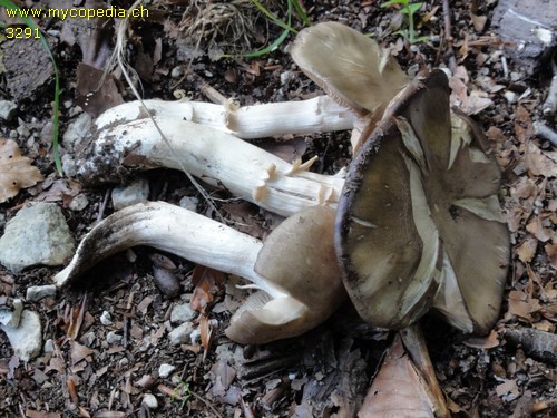 Entoloma lividoalbum - 