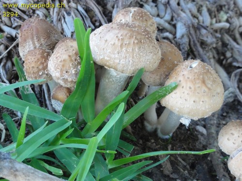 Psathyrella cotonea - 